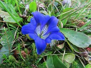 08 Gentiana clusii (Genziana di Clusius)